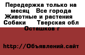 Передержка только на месяц - Все города Животные и растения » Собаки   . Тверская обл.,Осташков г.